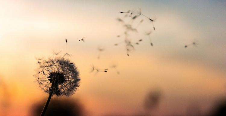 dandelion flower in the breeze